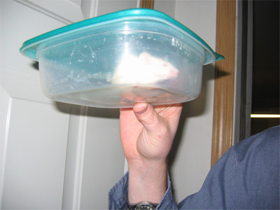 mouse-004.jpg
