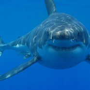 Shark Week